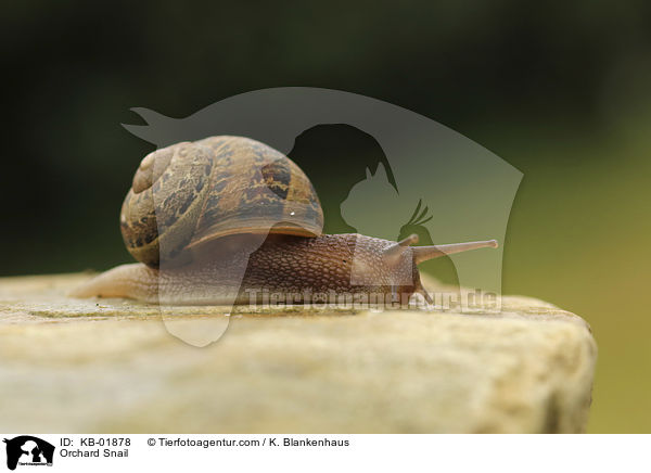 Gefleckte Schnirkelschnecke / Orchard Snail / KB-01878