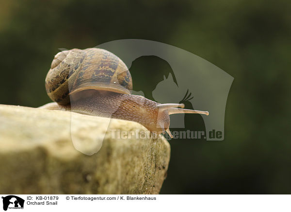 Gefleckte Schnirkelschnecke / Orchard Snail / KB-01879