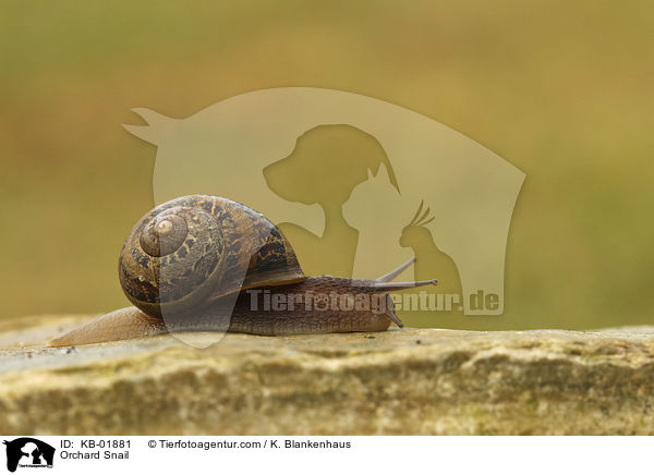 Gefleckte Schnirkelschnecke / Orchard Snail / KB-01881