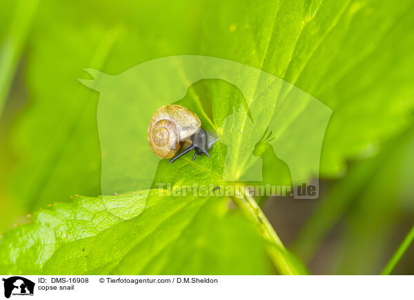 Gefleckte Schnirkelschnecke / copse snail / DMS-16908