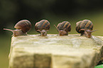 Orchard Snail