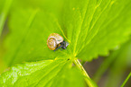 copse snail