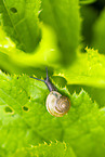 copse snail