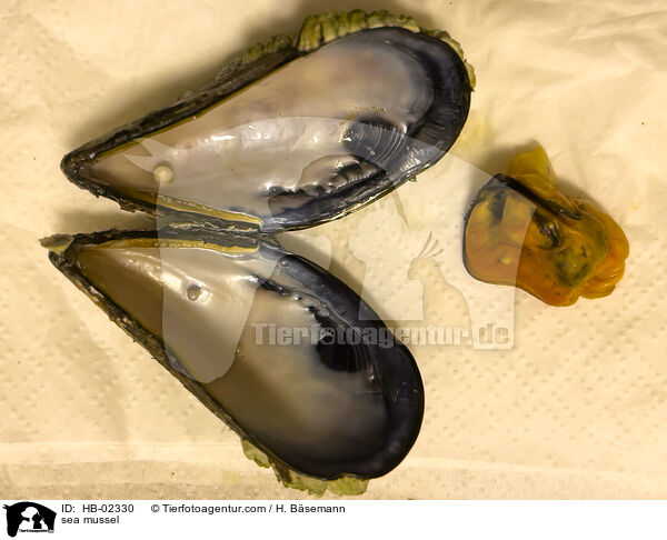Miesmuschel / sea mussel / HB-02330
