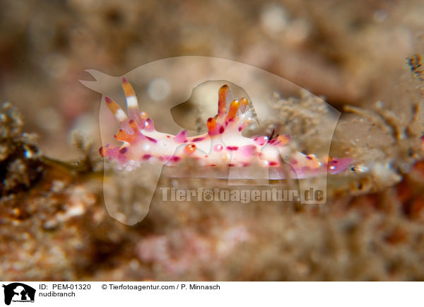 Nacktschnecke / nudibranch / PEM-01320