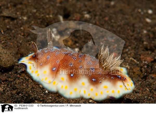 nudibranch / PEM-01333