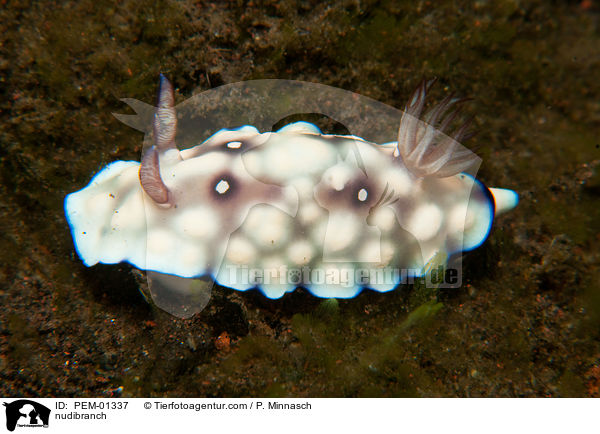 nudibranch / PEM-01337