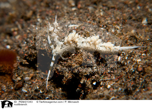 Nacktschnecke / nudibranch / PEM-01343