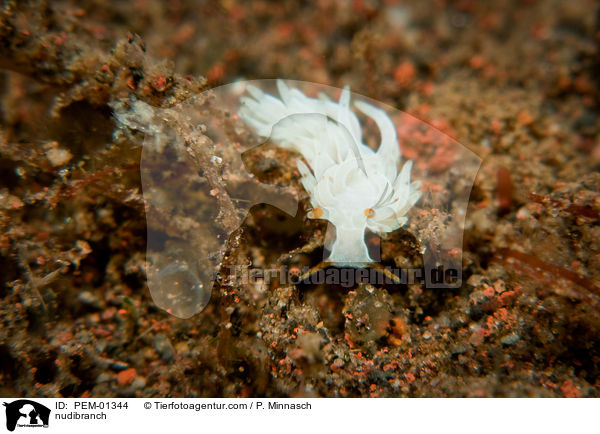 Nacktschnecke / nudibranch / PEM-01344