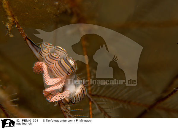 nudibranch / PEM-01351