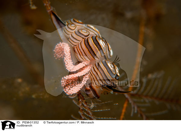 nudibranch / PEM-01352