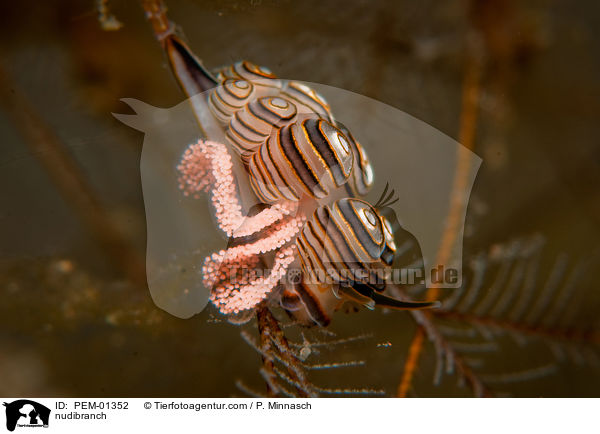 Nacktschnecke / nudibranch / PEM-01352