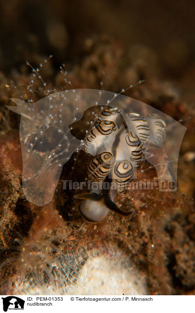 Nacktschnecke / nudibranch / PEM-01353