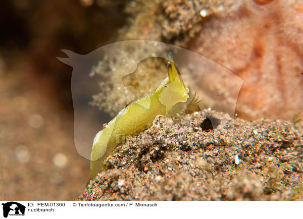 Nacktschnecke / nudibranch / PEM-01360