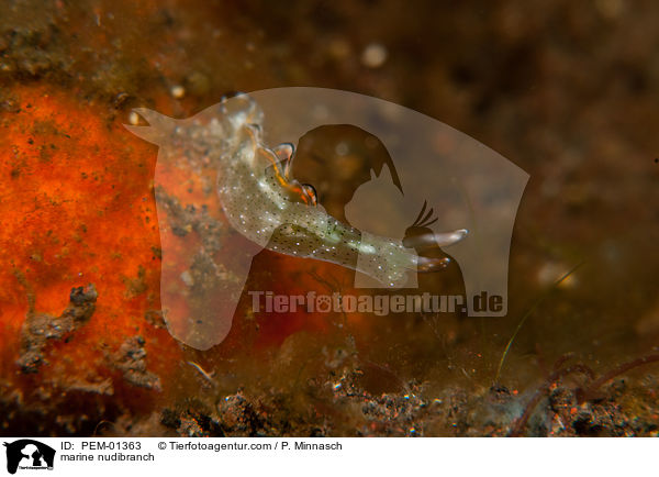marine nudibranch / PEM-01363
