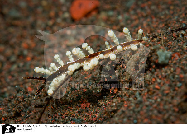 Nacktschnecke / nudibranch / PEM-01367