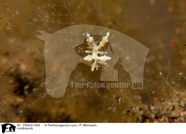 nudibranch / PEM-01369