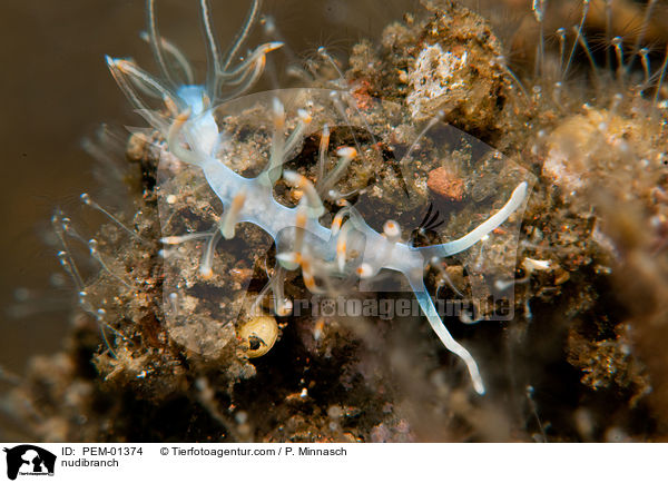 Nacktschnecke / nudibranch / PEM-01374