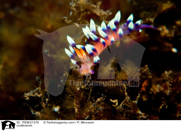 Nacktschnecke / nudibranch / PEM-01378