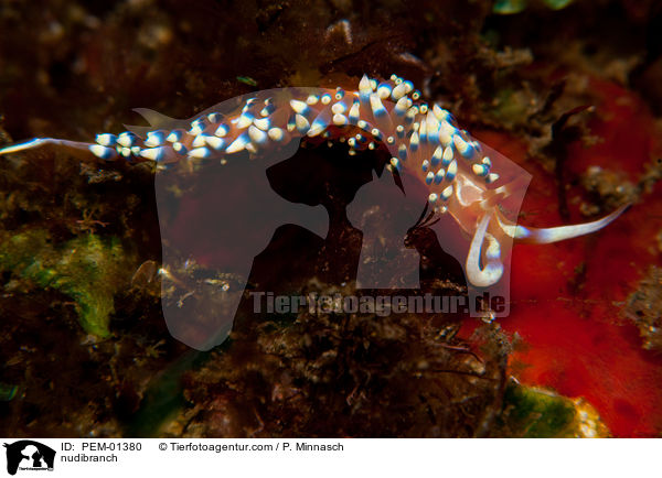 Nacktschnecke / nudibranch / PEM-01380