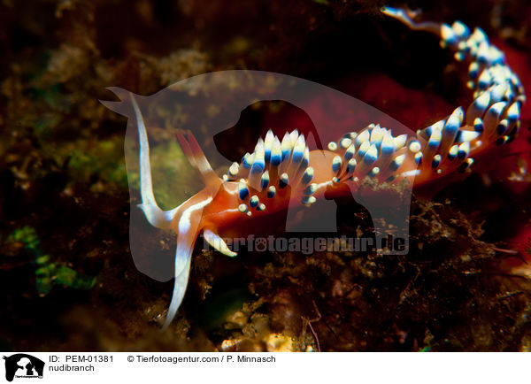 Nacktschnecke / nudibranch / PEM-01381