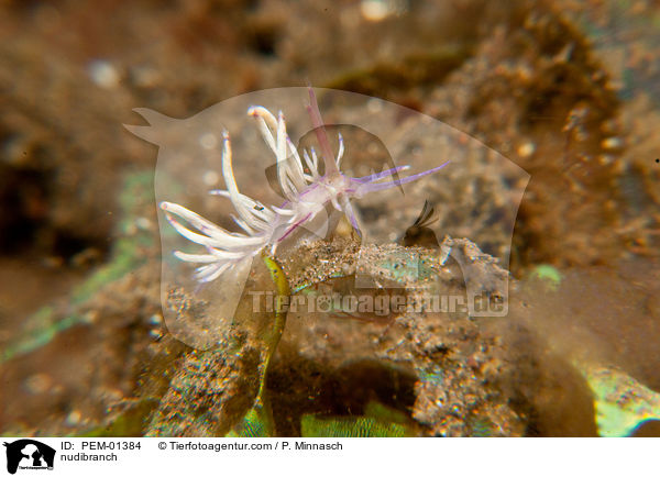 Nacktschnecke / nudibranch / PEM-01384