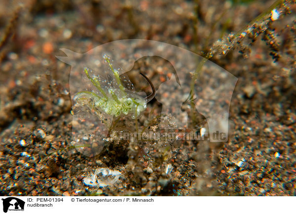 Nacktschnecke / nudibranch / PEM-01394