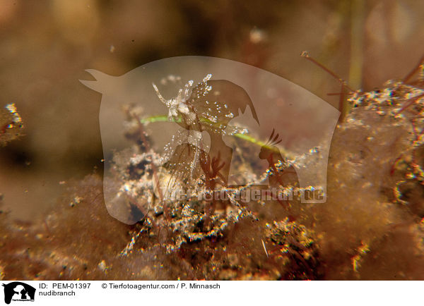 Nacktschnecke / nudibranch / PEM-01397