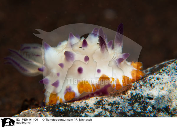 Nacktschnecke / nudibranch / PEM-01406