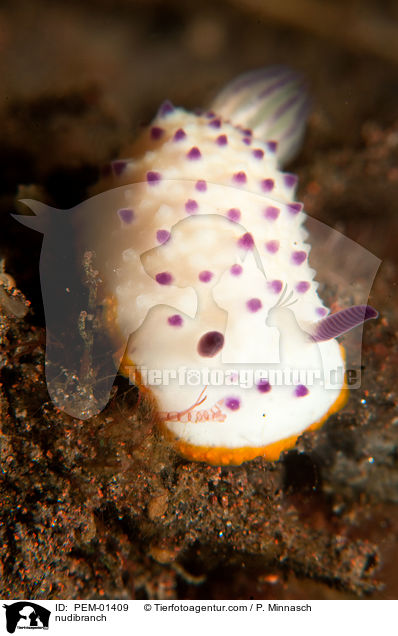 Nacktschnecke / nudibranch / PEM-01409