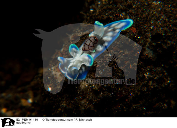 nudibranch / PEM-01410