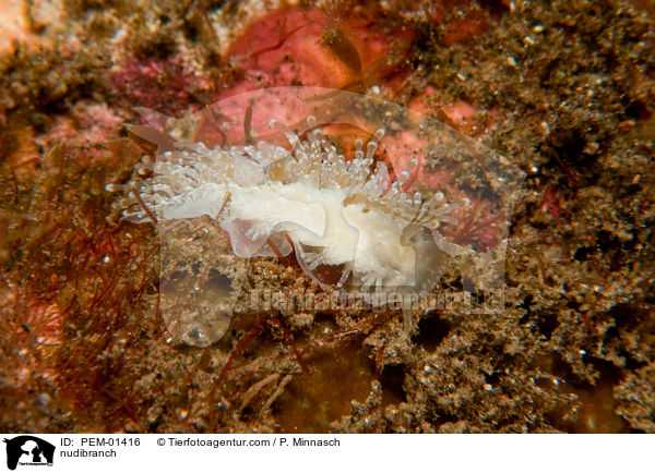 nudibranch / PEM-01416
