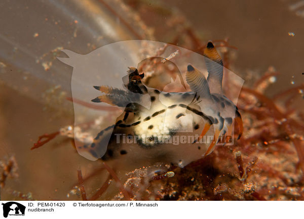 Nacktschnecke / nudibranch / PEM-01420