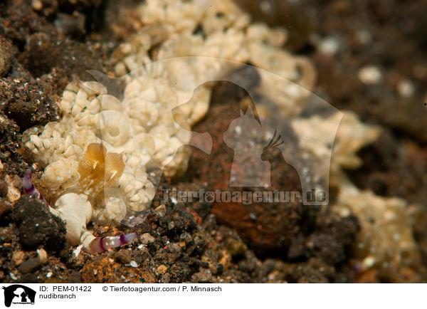 nudibranch / PEM-01422