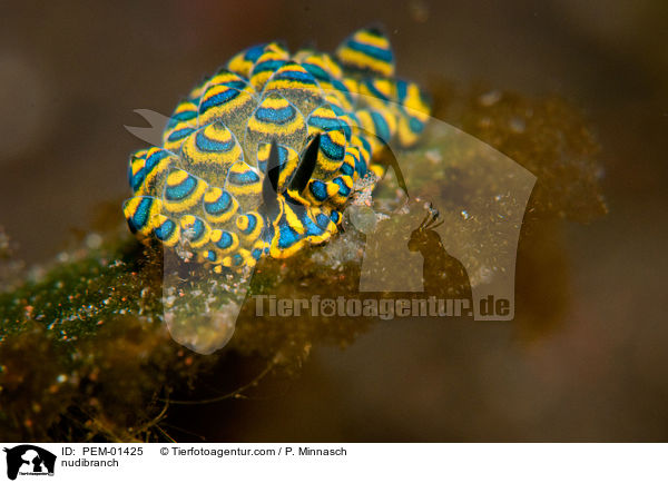 nudibranch / PEM-01425