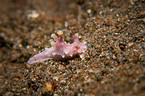 nudibranch