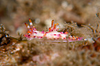 nudibranch