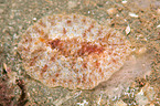 nudibranch