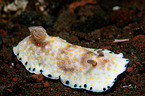 nudibranch