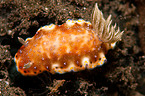 nudibranch