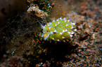 nudibranch