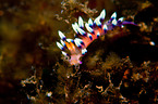 nudibranch