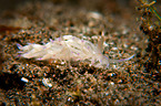 nudibranch