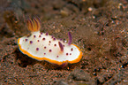 nudibranch