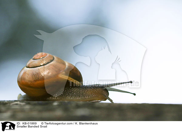 Garten-Bnderschnecke / Smaller Banded Snail / KB-01869