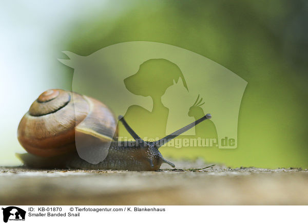 Smaller Banded Snail / KB-01870