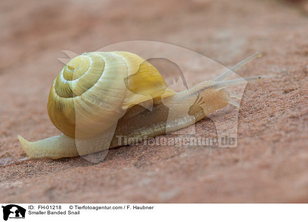 Garten-Bnderschnecke / Smaller Banded Snail / FH-01218
