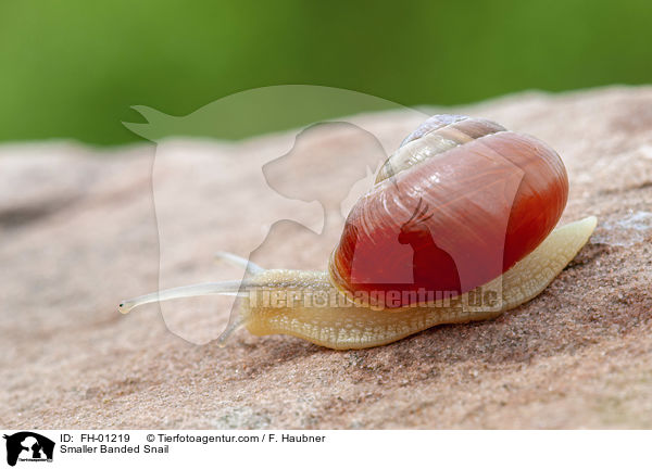 Garten-Bnderschnecke / Smaller Banded Snail / FH-01219