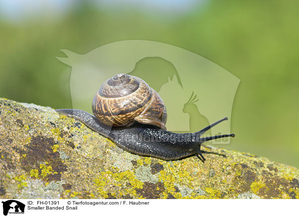 Garten-Bnderschnecke / Smaller Banded Snail / FH-01391