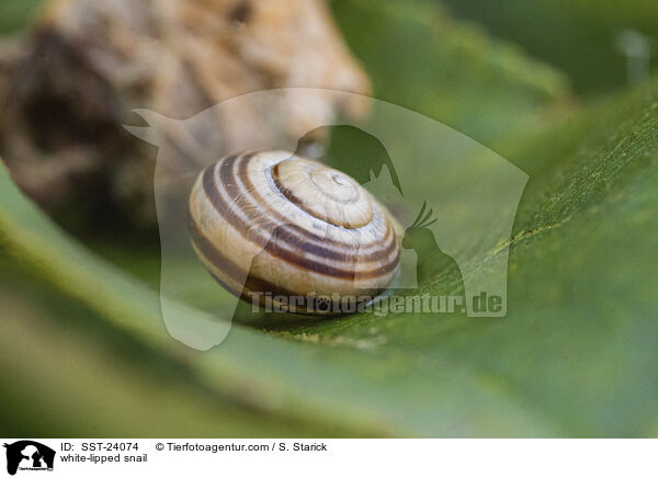 Garten-Bnderschnecke / white-lipped snail / SST-24074
